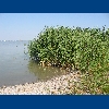 Purbach - Neusiedlersee