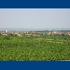 Donnerskicrchen - vinice nad jezerem